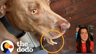 The 3 Dodo Stories That Stayed With Us Long After We Shared Them | The Dodo