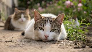 Relaxing Cat Video 397: A Peaceful Day in the Garden with Three Cats