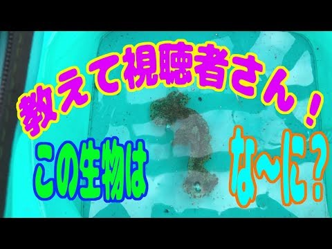 教えて視聴者さん！その1（この生物は、な～に？）