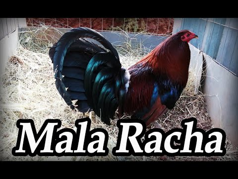 Mala racha - YouTube