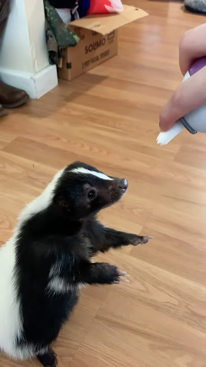 Skunk with attitude #funny #funnypets #animals #petvideos #usa #pets #skunks #fyp #fart #funnyvideo