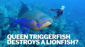 Is it OK to feed Lionfish to sharks and reef fish?