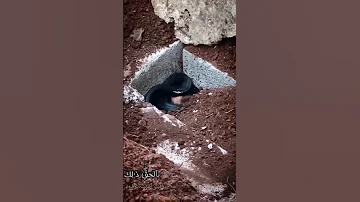 انظر إلى قبر هذا الشخص ثعبان اسود كبير 