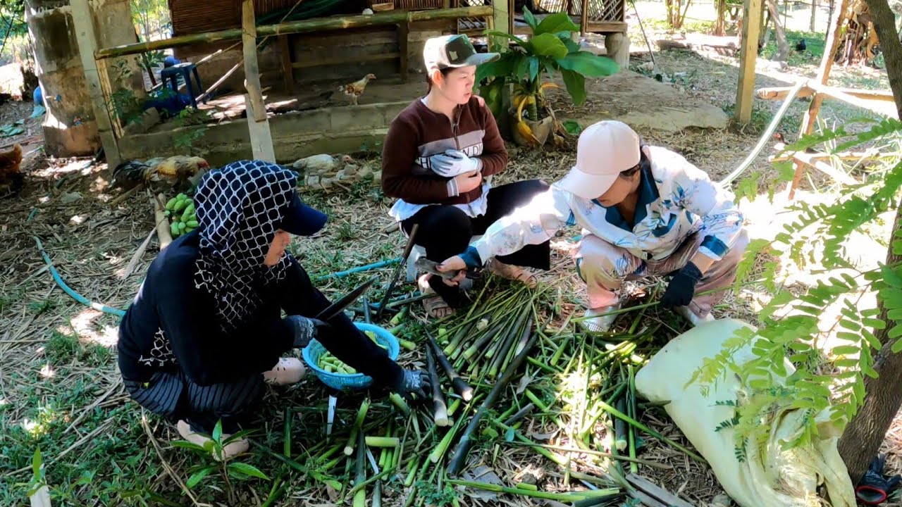 p8 Harvesting fresh bamboo shoots from the garden 🇱🇦 