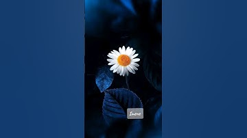 سورة النصر#اكسبلور #لايك