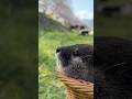 心地よい春の日差しの中、カワウソたちと戯れる😏😏 Playing With the Otters in the Pleasant Spring Sunshine #shorts