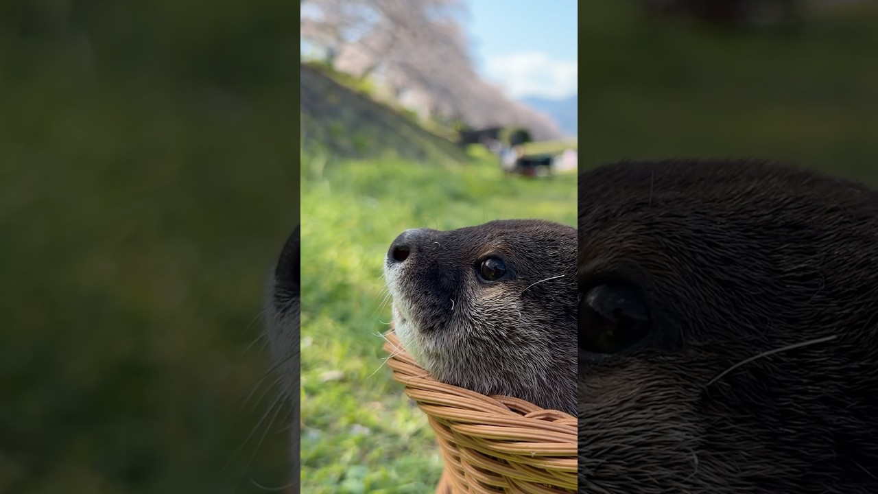 心地よい春の日差しの中、カワウソたちと戯れる😏😏 Playing With the Otters in the Pleasant Spring Sunshine #shorts