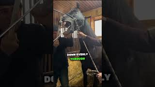 Why Horses NEED Their Teeth Filed! 🐴🦷 #shorts #animals #interesting