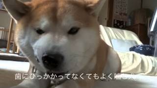 よく噛む犬 Youtube