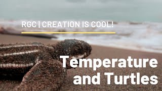 Famous Temperature Determines Turtle Sex? | Creation is Cool Net Worth