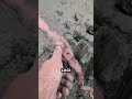 Creepy! The Secret Weapon of the Ribbon Worm That Will Give You Chills 🪱