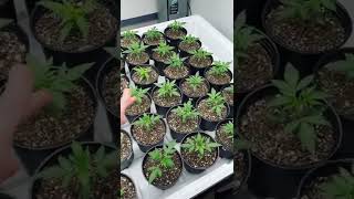 Happy babies 😊 🌱 under SunPlix G2 640W quantum strip fixtures.