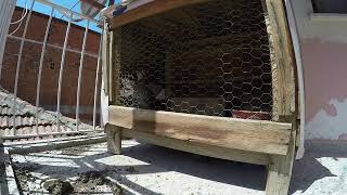 Di̇şi̇ Kinali Kekli̇k Sesi̇