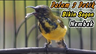 SOGON TROTOL NGERIWIK NEMBAK PALING JITU UNTUK PENGGACOR SOGON DISITU‼️HITUNGAN DETIK IKUTAN GACOR