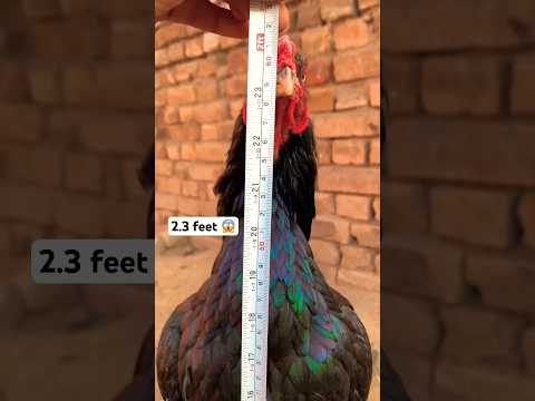 big cock ❣️..#viralreels #trendingreels #trending2023 #viralshortsvideo #brids