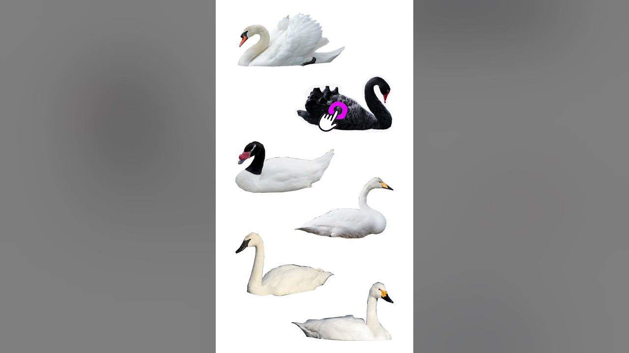 🦢 Types Of Swan 6 Living Species Of Swan Swan Shorts 🦢 YouTube
