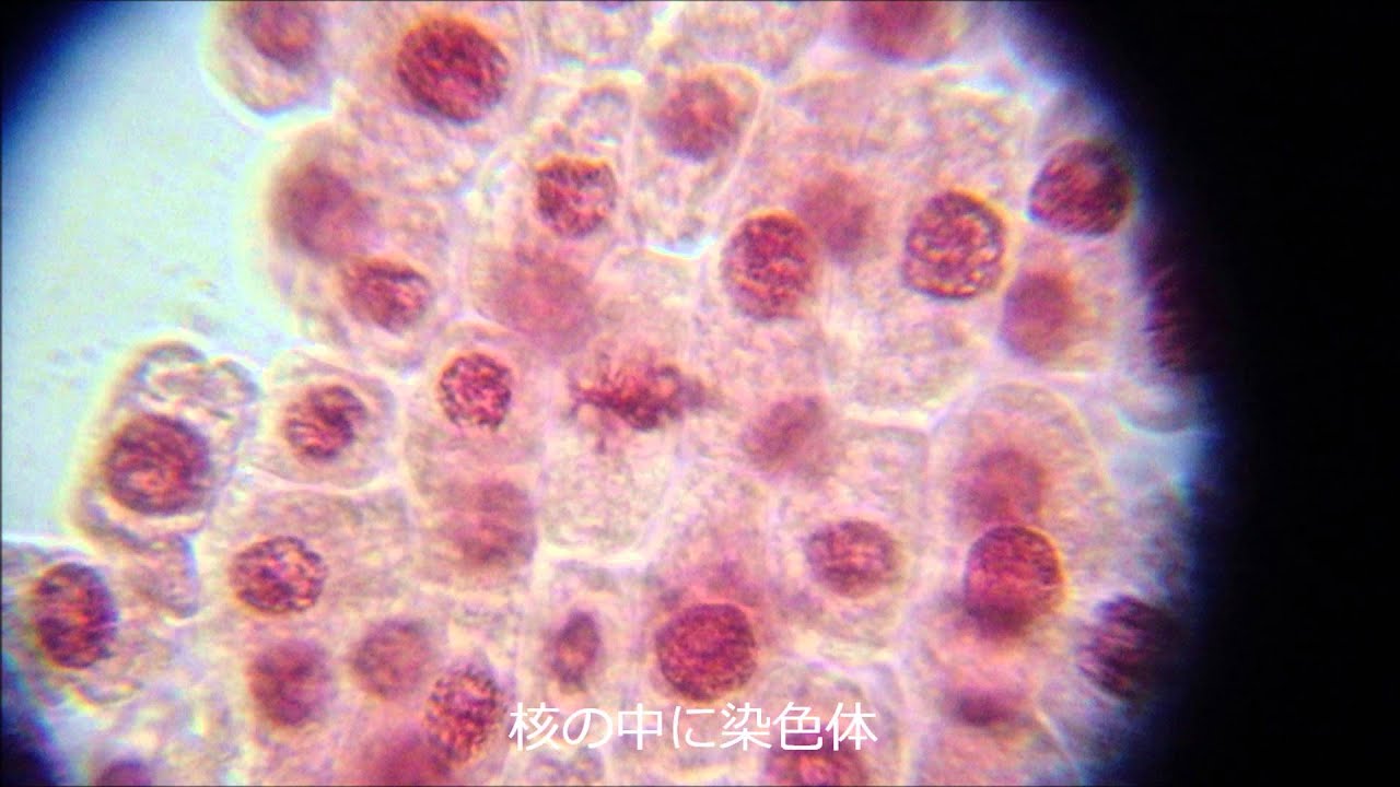 ネギの種子で体細胞分裂の観察 ふたばのブログ 理科教育と道徳教育を科学する