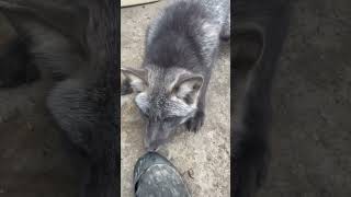 Alacade the fox shows us his teeth! #fox #foxes #foxsounds #petfox #foxrescue