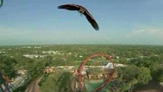 Sheikra - Busch Gardens