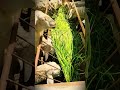 smart idea to use leftover spring onions for animal feed #shorts