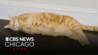 Suzanne's cat, the Nutella Café | What Caught My Eye