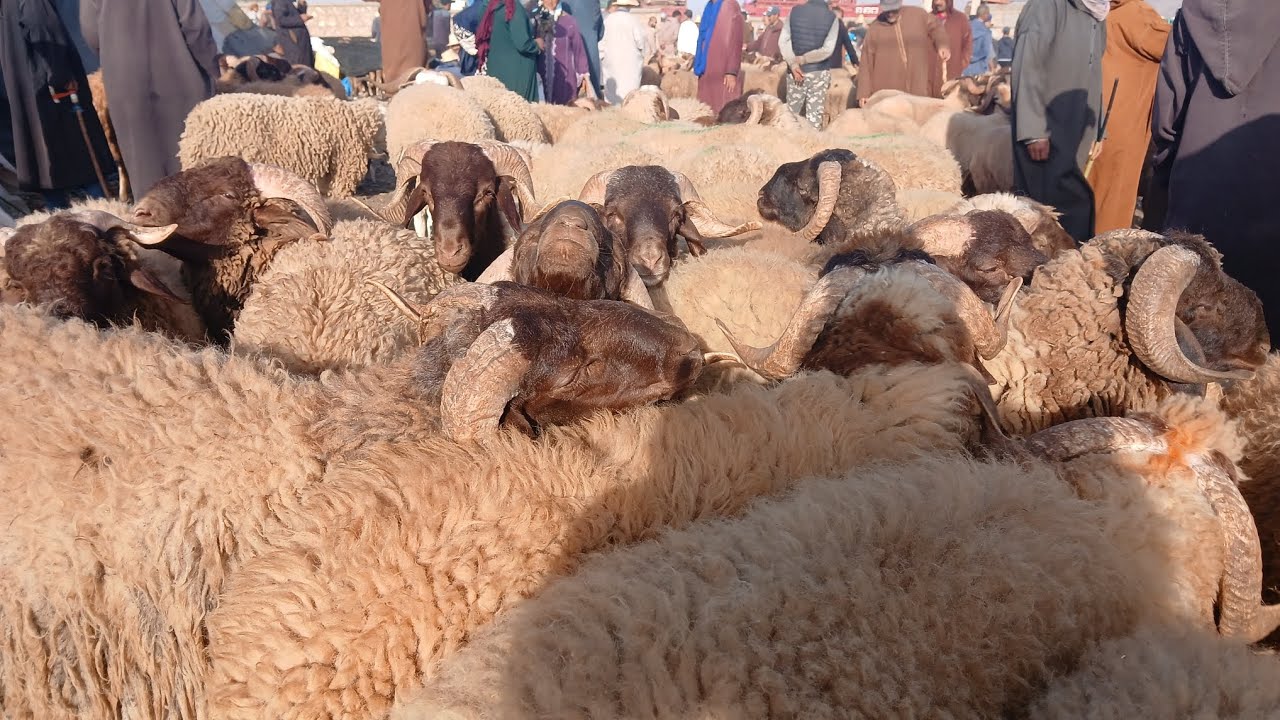 مباشرة معكم من السوق جمعة المعدن تاريخ اليوم 11\7\2025#cat #اكسبلور #تيك_توك #الدارالبيضاء ##شيشاوة