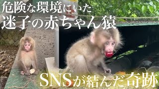 SNSの投稿により拡散された迷子の赤ちゃん猿・・・ひとりぼっちで