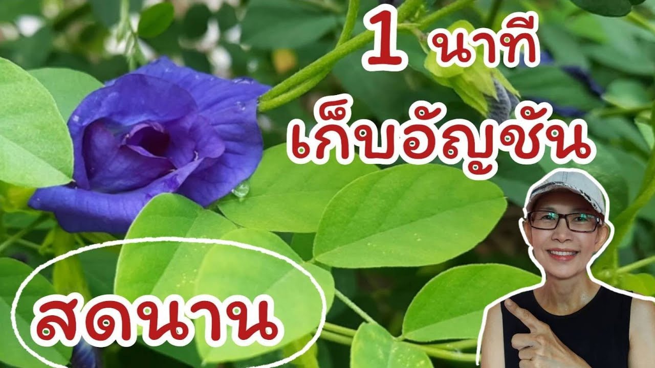 ดอกอัญชัน วิธีเก็บดอกอัญชันให้นาน & เก็บดอกอัญชัน แบบง่าย & วิธีเก็บดอก ...