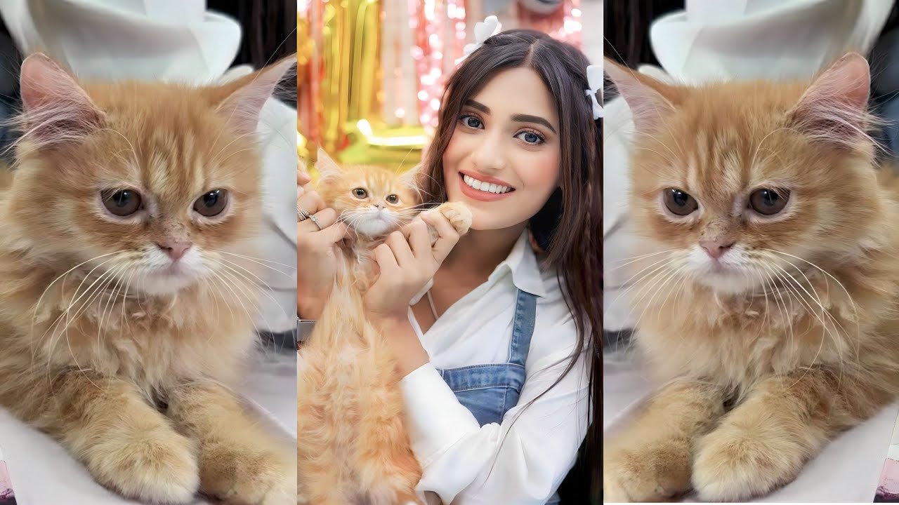 Introducing New Cat😻😍[Samreen Ali New Cat] Mimsi - YouTube