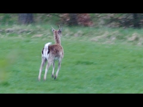 Video: Forskellen Mellem Kobber Og Hjorte