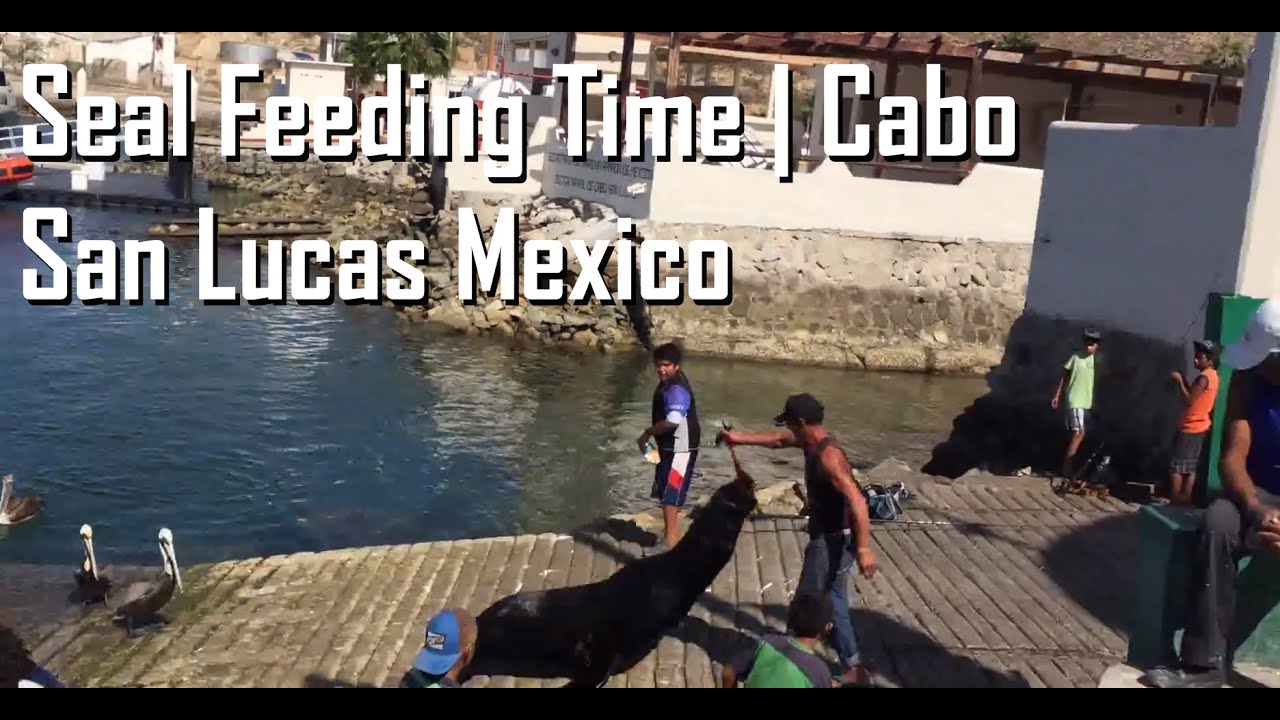 Gallery Detail: Seal Feeding Time Cabo San Lucas Mexico