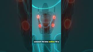 Brazil Nuts &amp; Selenium: The Science Behind Thyroid &amp; Cellular Health