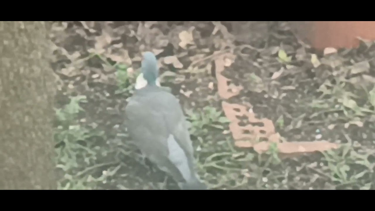 Wood Pigeon eating seeds on the ground YouTube