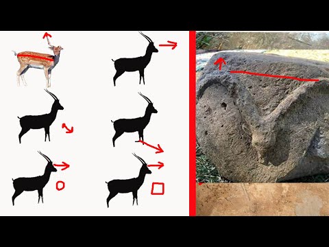 A Sign Of Deer Or The Dabbi