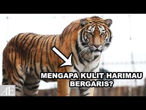Video: Mengapa Harimau Bergaris