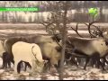 Оленеводы Ямала готовятся к перекочевке на зимние стойбища