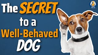 The Invisible Reason Your Dog Is Ignoring You #194 #podcast