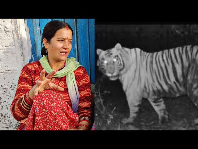 गांँव को खतरा 😭 , घर के पास में बाघ आ पड़ा 😱🔥 !! Pahadi Lifestyle Vlogs || Daily Vlogs class=
