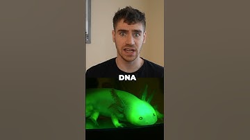 Axolotls — Masters of Regeneration