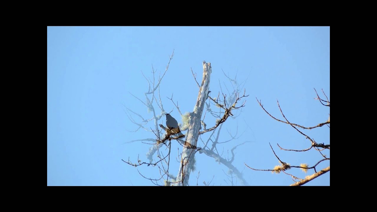 Rusty Blackbird 