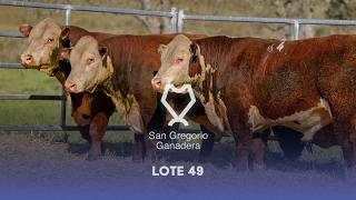 San Gregorio, Lote 49