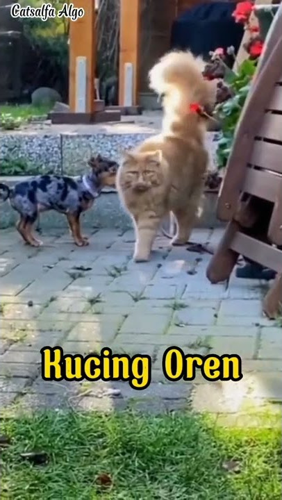 INILAH KUCING OREN PALING GAGAH & PEMBERANI  #shorts