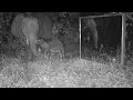 Some IR cameras and a mirror do not disturb the meals of a mother elephant and her baby&#39;s suckling