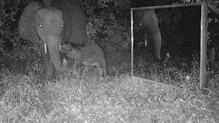 Some Ir Cameras And A Mirror Do Not Disturb The Meals Of A Mother Elephant And Her Baby's Suckling