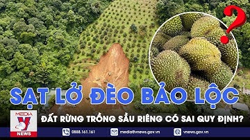 Sạt lở đèo Bảo Lộc: Đất rừng trồng sầu riêng có sai quy định? - VNEWS