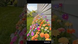 Genius Gardening Hack: Use Egg Cartons for Your Flowerbed!
