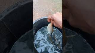 #fishing #fish #aquaticpets #fishpetfun #funnyanimal #funny #food #comedy #fishcutting #funnyfish