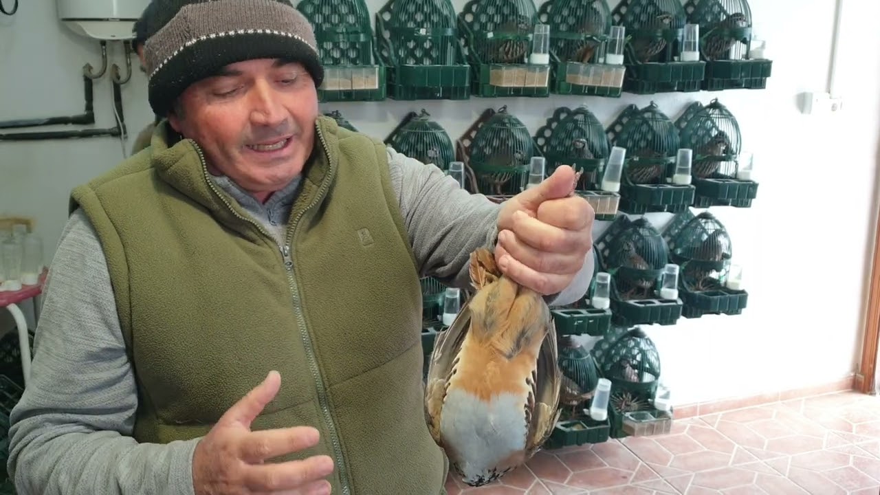 Consejos para recortar los pajaros