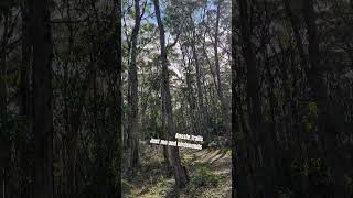 Aussie Trails. Just me and birdsounds. #onlyinaustralia #australiadiaries #hiking #walkingtrails