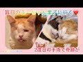 後編【盲目の猫】ぷーちゃん💕 優しい里親さんとの出会い。2度目の手術で奇跡が… 【多頭飼育】【眼球摘出】#ぷーちゃん